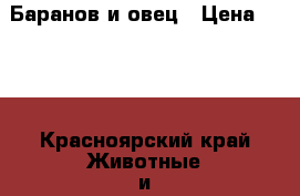 Баранов и овец › Цена ­ 220 - Красноярский край Животные и растения » Другие животные   . Красноярский край